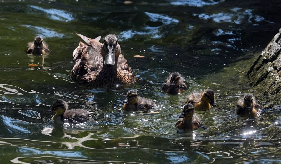 Kuğulu Park'ın sevimli ördek yavruları suya dalış yaptı 3